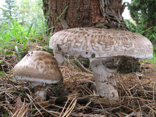 Мицелий Шампиньона парового (Agaricus vaporarius)